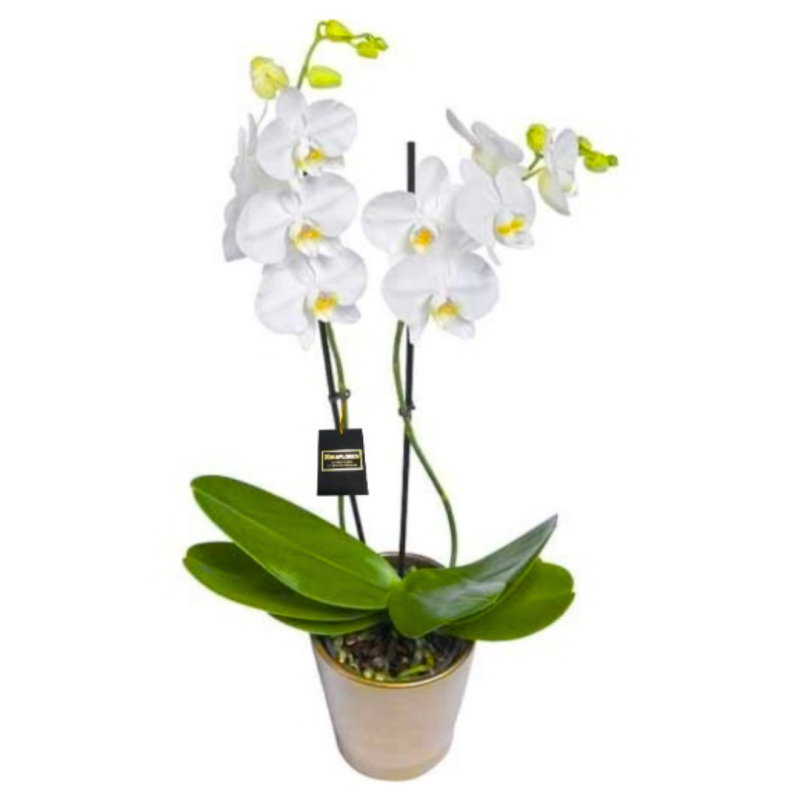 arreglos fúnebres estadio nacional