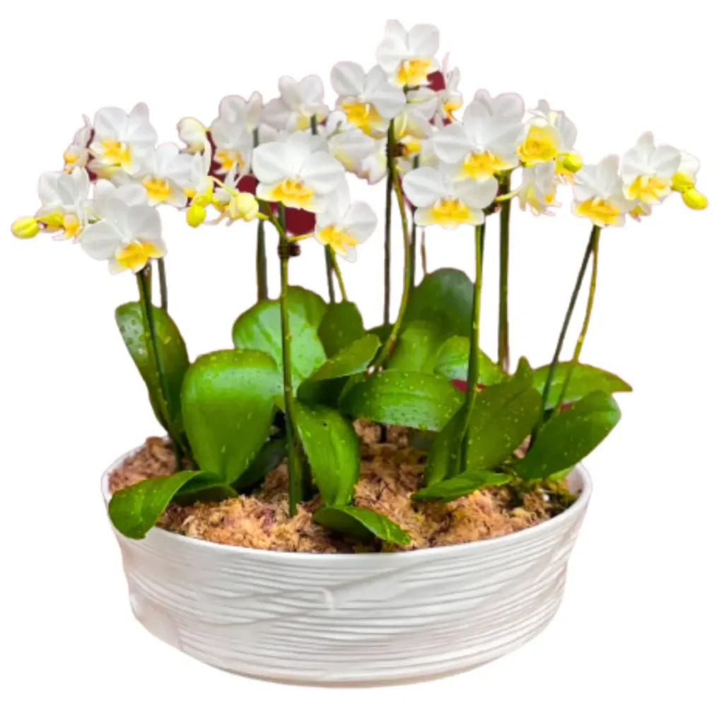flores para funeral